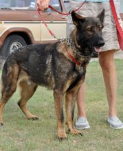 Troy, a black and tan shepherd