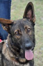 Troy, a black and tan shepherd