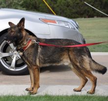 Troy, a black and tan shepherd