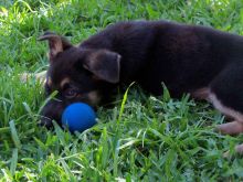 Turbo, a black and tan german shepherd puppy