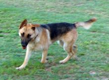 Turbo, a black and tan shepherd