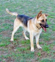 Turbo, a black and tan shepherd