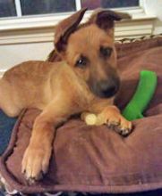 Tyrion, a tan and black shepherd mix puppy