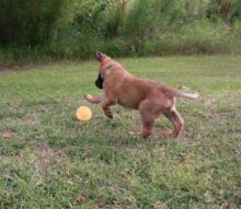 Tyrion, a tan and black shepherd mix puppy