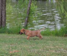 Tyrion, a tan and black shepherd mix puppy