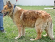 Tyson, a black and tan german shepherd