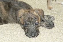 Vick, a brindle shepherd mix puppy