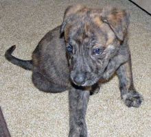 Vick, a brindle shepherd mix puppy