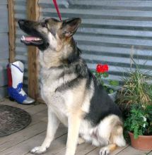 Winston, a black and tan german shepherd