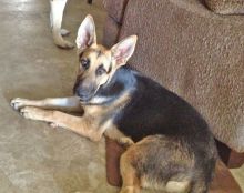 Xena, a black and tan shepherd