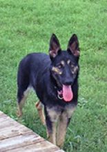 Xena, a black and tan german shepherd with a tan mask, posing for a picture