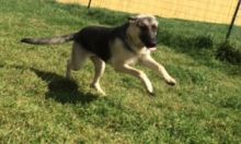 Xena, a black and tan shepherd running