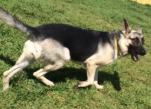 Xena, a black and tan shepherd running