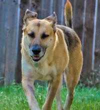 Zane, a black and tan german shepherd
