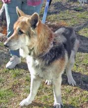 Zeus, a black and tan german shepherd