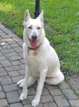 Abbey, a white german shepherd