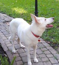 Abbey, a white german shepherd