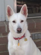 Abbey, a white german shepherd