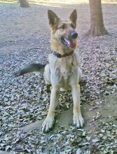 Asa, a black and tan german shepherd