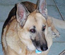 Bailey, a black and tan german shepherd