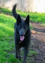 Bruno, a black german shepherd