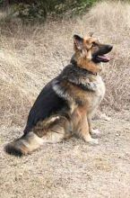 Champ, a long-haired black and tan german shepherd