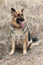 Champ, a long-haired black and tan german shepherd