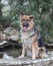 Champ, a long-haired black and tan german shepherd