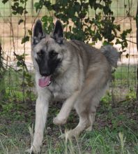 Chase, a tan and black german shepherd