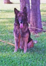 Chavo, a black and tan german shepherd