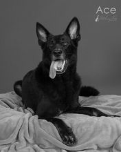 Ace, a black german shepherd