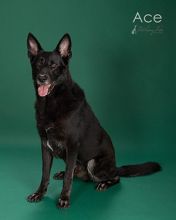 Ace, a black german shepherd