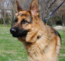 Dragon, a black and tan german shepherd