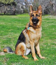 Dragon, a black and tan german shepherd
