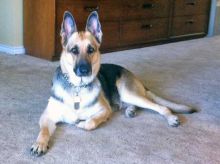 Emma, a black and tan german shepherd