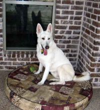 Gabby, a white german shepherd