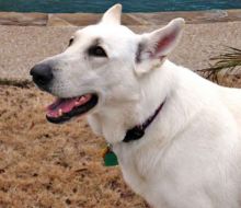 Gabby, a white german shepherd