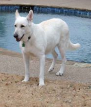 Gabby, a white german shepherd