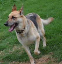 Gig, a black and tan german shepherd