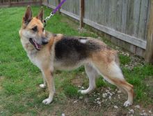 Gig, a black and tan german shepherd