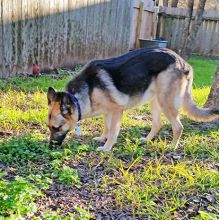 Ginger, a black and tan german shepherd