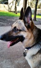 Ginger, a black and tan german shepherd