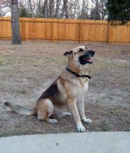 King, a black and tan german shepherd