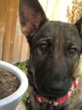 Lanie, a black and tan german shepherd puppy