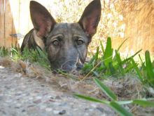 Lanie, a black and tan german shepherd puppy