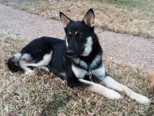 Leo, a black and tan german shepherd