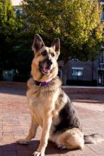 Lucky, a black and tan german shepherd