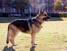 Lucky, a black and tan german shepherd