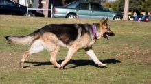 Lucky, a black and tan german shepherd