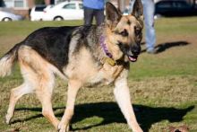 Lucky, a black and tan german shepherd